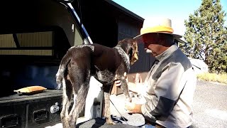 Learn to Recognize the Most Common Field Injuries for Gun Dogs by Gun Dog Magazine 325 views 1 year ago 7 minutes, 14 seconds
