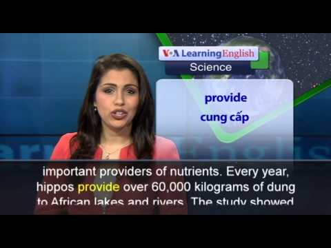 Video Phát âm chuẩn cùng VOA - Anh ngữ đặc biệt: Hippos -... - youtube