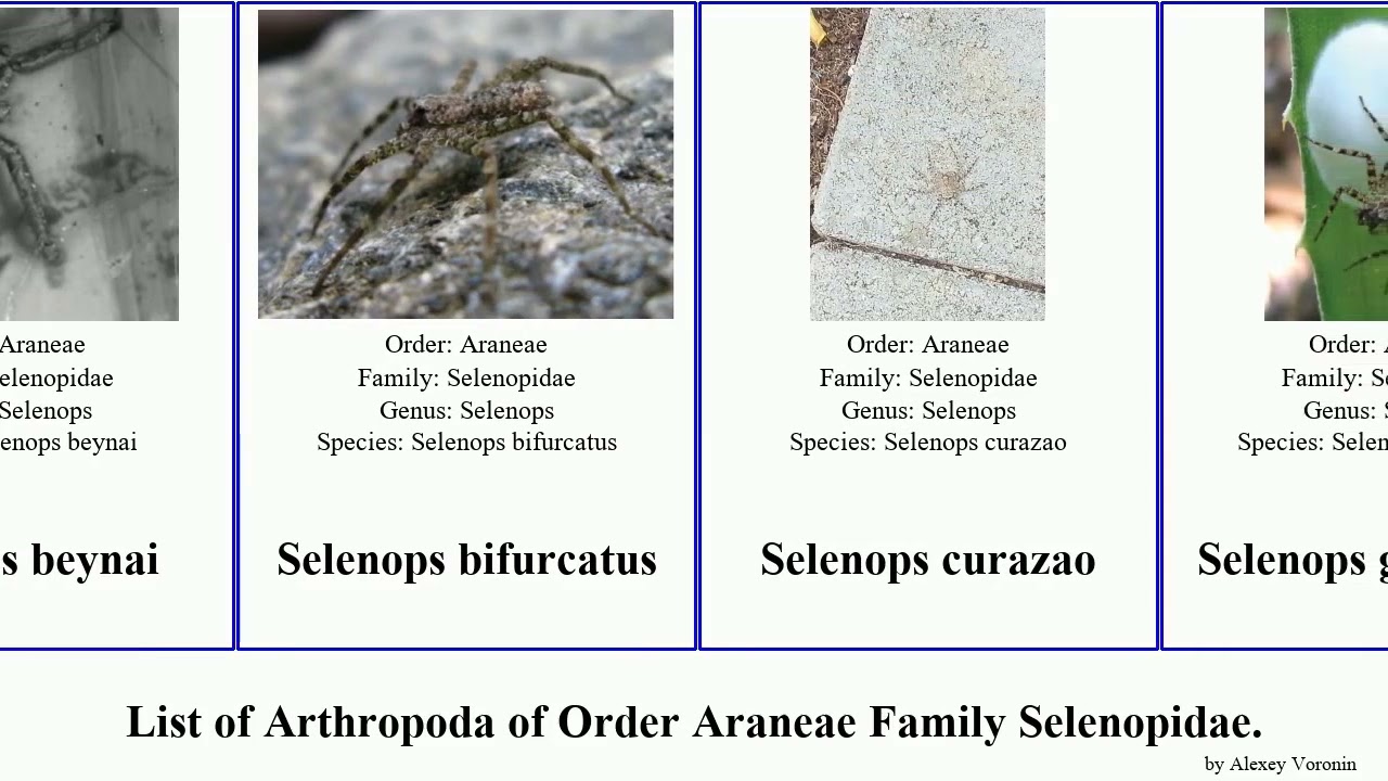 List of Arthropoda of Order Araneae Family Selenopidae. selenops ...