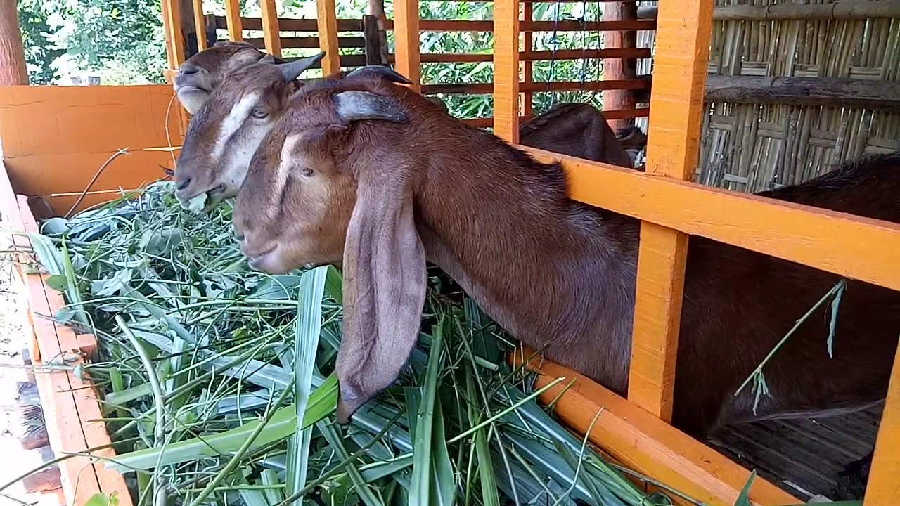 Budidaya rumput odot di pekarangan,untuk kambing jawa 