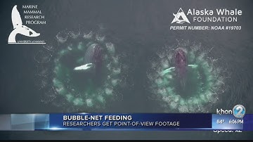 UH research programs catch footage of humpback whales bubble-net feeding