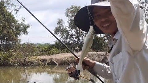 Đại chiến cá bóng đục và câu cá tráp tại Lý Nhơn, Cần Giờ