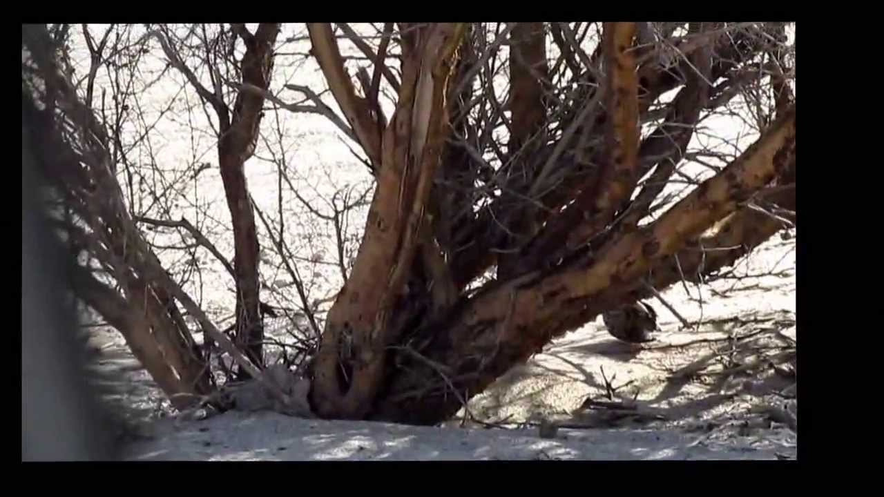 مقناص ينبع ---- العزيزي