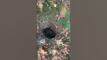 Thumbnail of Laser Pointer Fun With Chickens!