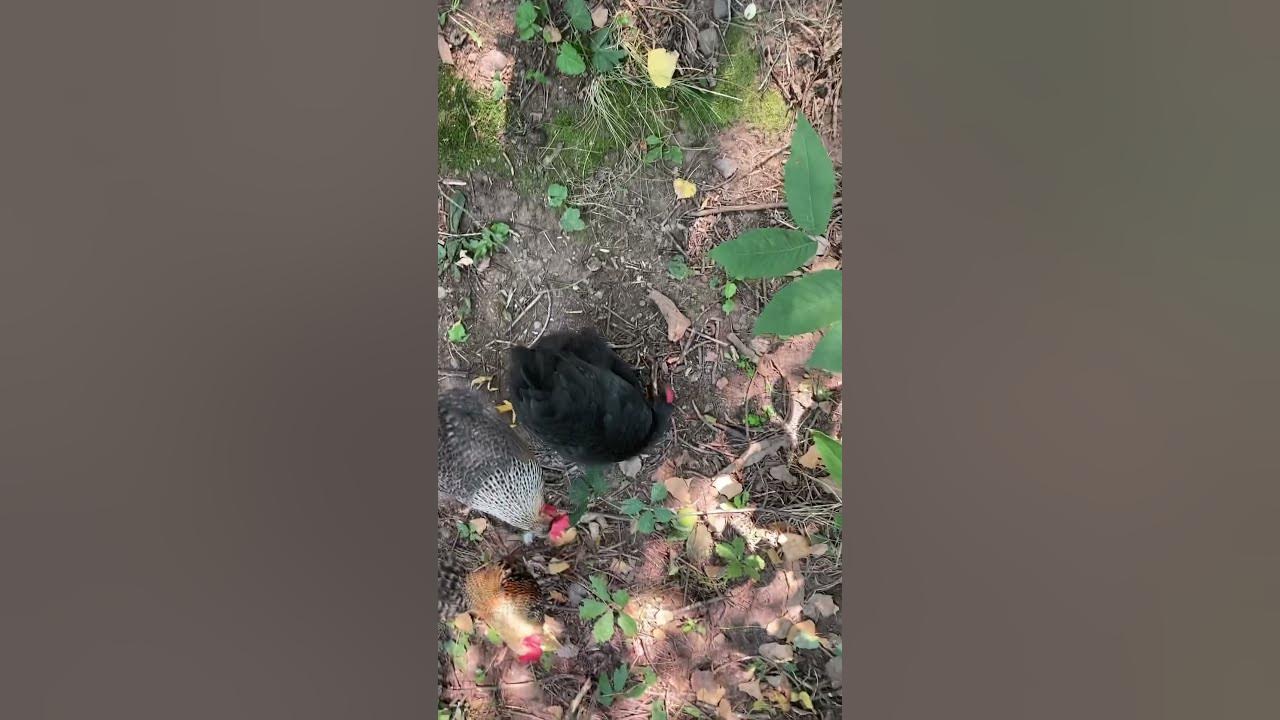 Laser Pointer Fun With Chickens!