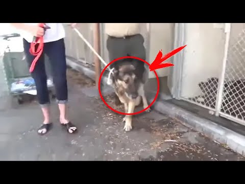 Video: Shelter hund med kræft finder endelig det perfekte hjem