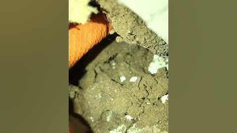 We are Pocket Gopher Experts