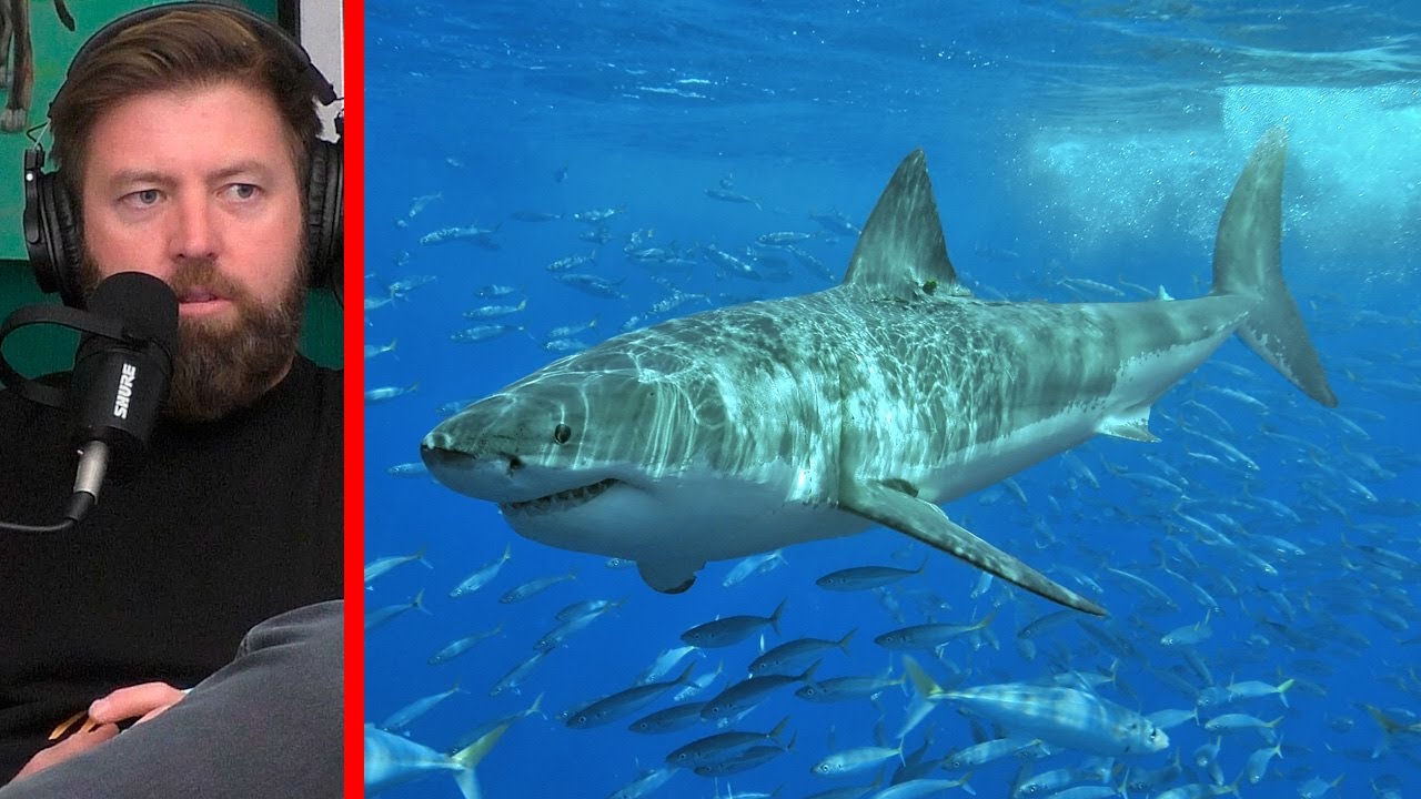 Why You’re Seeing More Great Whites in California