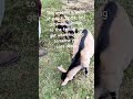 Animals love #animallovers #animalshorts #lanct #petshorts #petlovers #PetTherapy #bethlehem