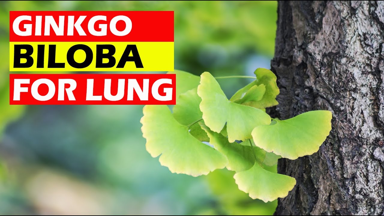 Can Ginkgo Biloba Improve Lung Function YouTube