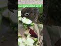 Green parrot breakfast routine that'll make you smile #parrots #cute