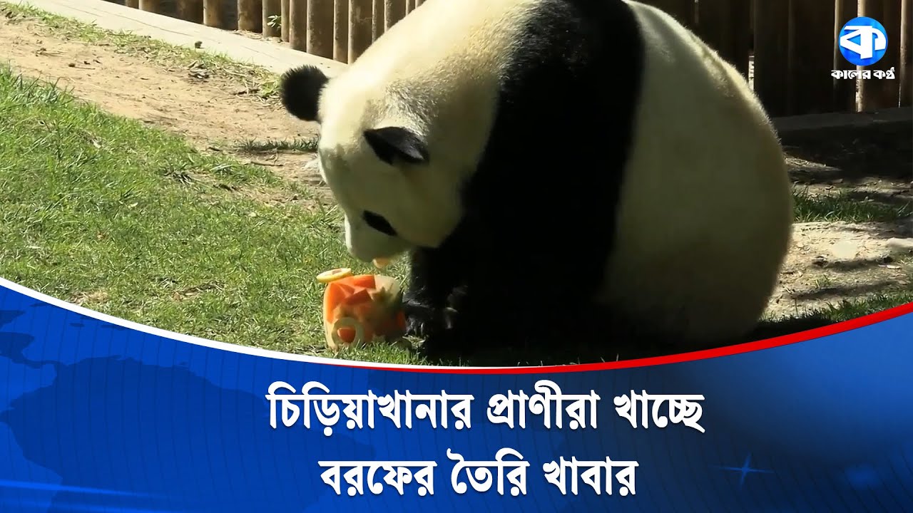 মাদ্রিদ চিড়িয়াখানায় প্রাণীদের দেওয়া হচ্ছে বরফের খাবার, কিন্তু কেন? | Madrid Zoo | Ice Food