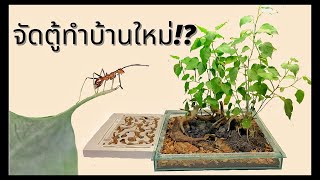 EP 10 จัดตู้ทำบ้านใหม่ให้มดนำ้ผึ้ง!! | MORE MOD