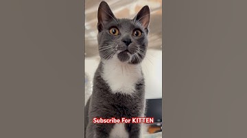 Kitten Purr Alarm – No Snooze Button Needed 🐾❤️ #shorts