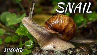 Scene Revealing the Snail's Body
