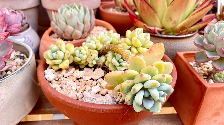 #86 不要钱的劳尔爆盆方法 再给满根系的劳尔换盆 ｜ [Eng Sub] Sedum Clavatum Propagate From Flower Stock And Repotting - 天天要闻