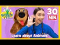 Wiggle and Learn - Animals! 🐄 Educational Video for Toddlers 🐒 Kids Preschool Songs 🐔 The Wiggles