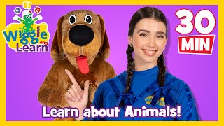 Wiggle and Learn - Animals! 🐄 Educational Video for Toddlers 🐒 Kids Preschool Songs 🐔 The Wiggles screenshot 5