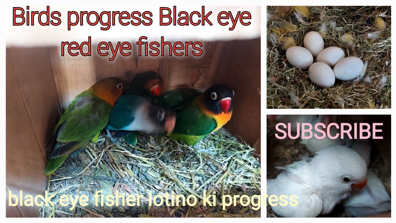 albino red eyes breeding progress | red eyes & black eyes | lovebird Breeding tips 