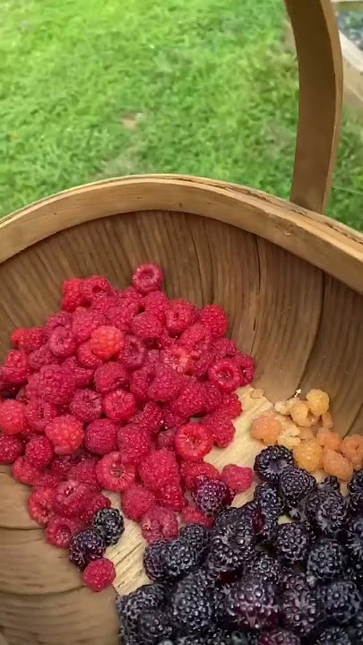 Harvest time with 4 types of raspberries #harvesttime #raspberries #harvest #harvesting #gardening
