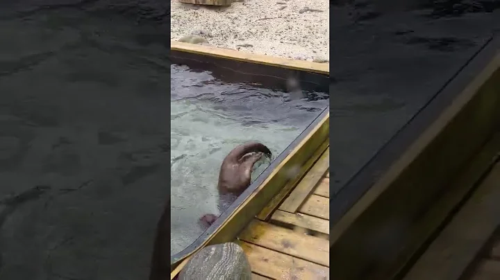 Otters at the Aquarium in Bergen Norway