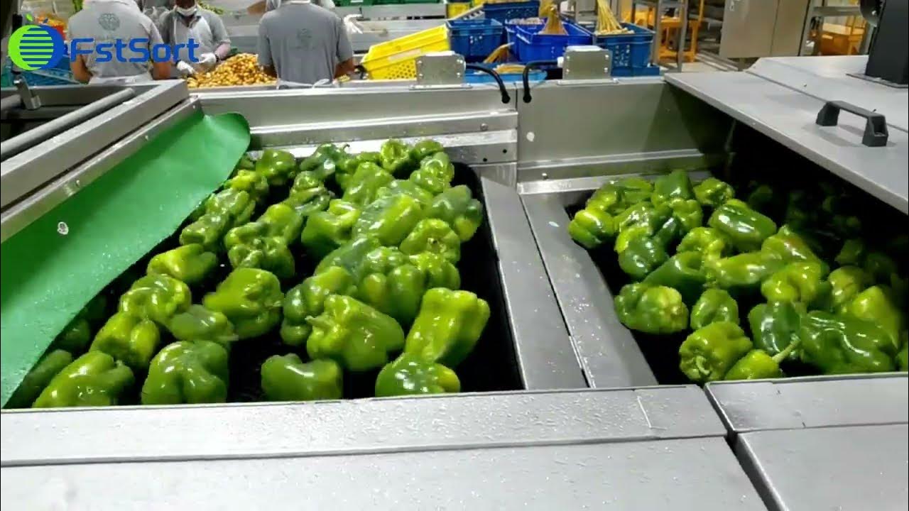 Industrial sweet pepper washing drying sorting machine,vegetable