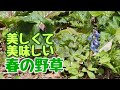 日々のあぶく【春の裏山探索】北海道でも春の野草シーズンが始まりました。行者ニンニクやタラの芽等の山菜だけではない、美しくて美味しい野草たち。残雪と低温で例年よりも遅い芽吹きですが、豊かな春の訪れです。