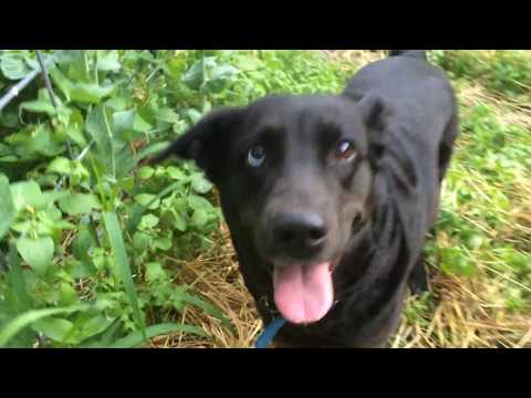 Dog eating sweet peas in the garden.