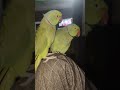 Aaganvadi mai 😅😄#talkingparot #shortsviral #trending