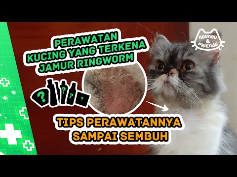 Video: Jangkitan Kulat (Histoplasmosis) Pada Kucing