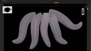 Multi Curve Hair 1, ZBrush IMM Curve Brush
