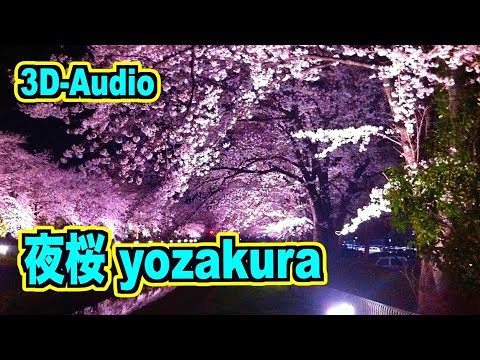 夜桜@名城公園 Yozakura @ Meijōkōen - with 3D Audio (No. 2)