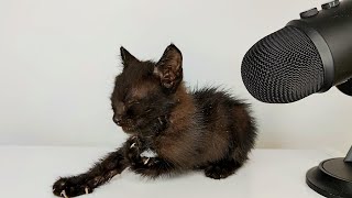 ASMR Kitten Grooming itself