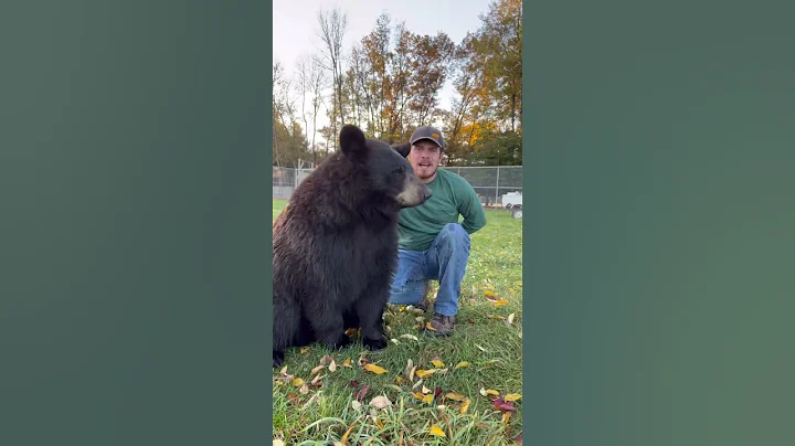 What ends more people than bears? #shorts #interestingfacts #animals - DayDayNews