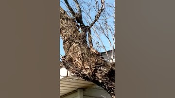 Snake Climbing on tree caught on video