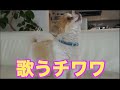 リコーダーに合わせ歌うチワワ