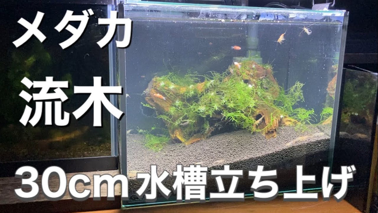 ウィローモス流木水槽メダカアクアリウムの立ち上げ Youtube ウィローモス流木水槽メダカアクアリウムの立ち上げ Youtube