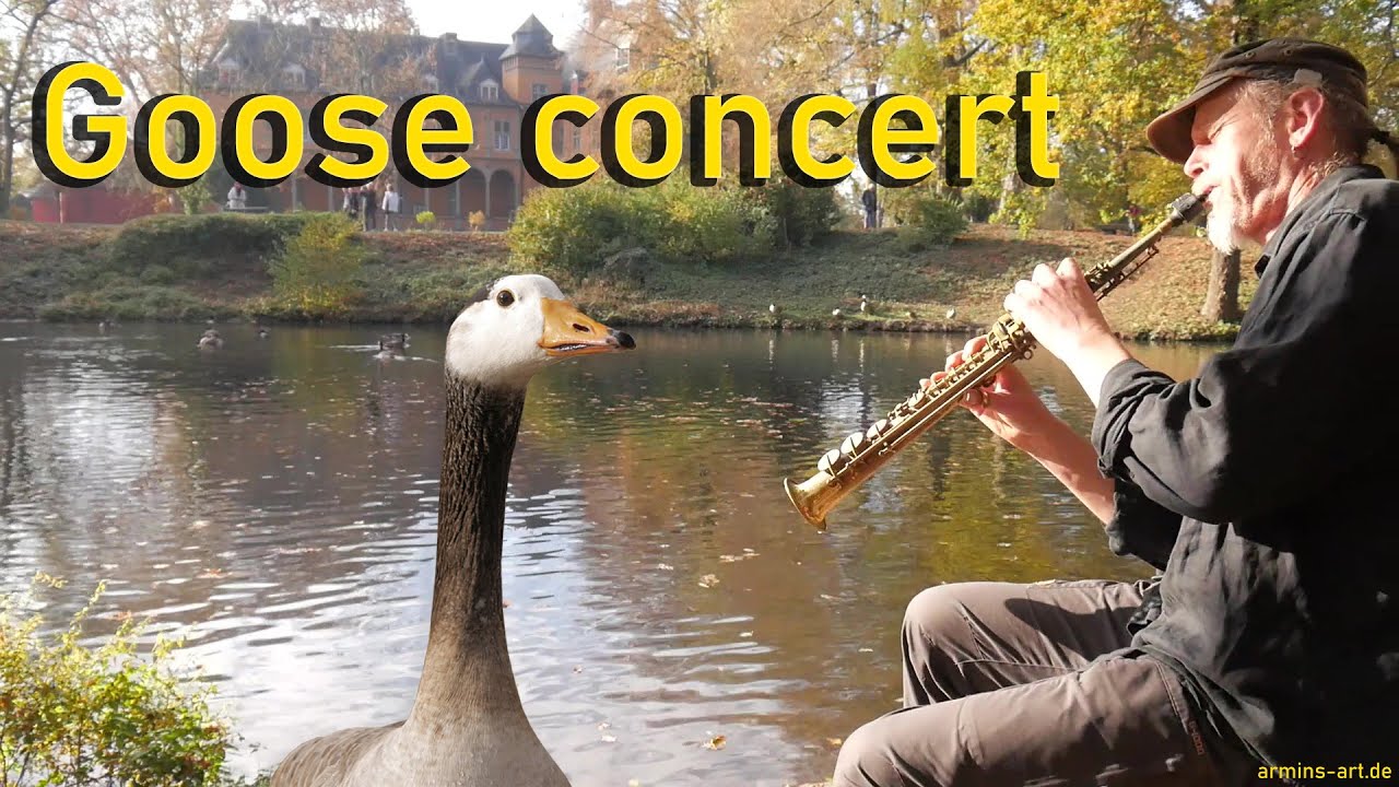 Goose concert at the castle ! AUTUMN MOOD AT THE CASTLE / ARMIN KÜPPER soprano saxophone YouTube