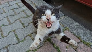 PSYCHOPATH Cat follows me everywhere but ATTACKS when I get close.