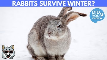 How To Rabbits Survive the Winter?