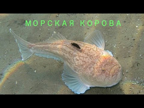 МОРСКАЯ КОРОВА🐟/Рыбы/Животные/Интересные факты