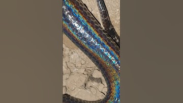 màu da óng ánh của rắn hổ hành