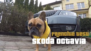 Frenchie tests Skoda Octavia
