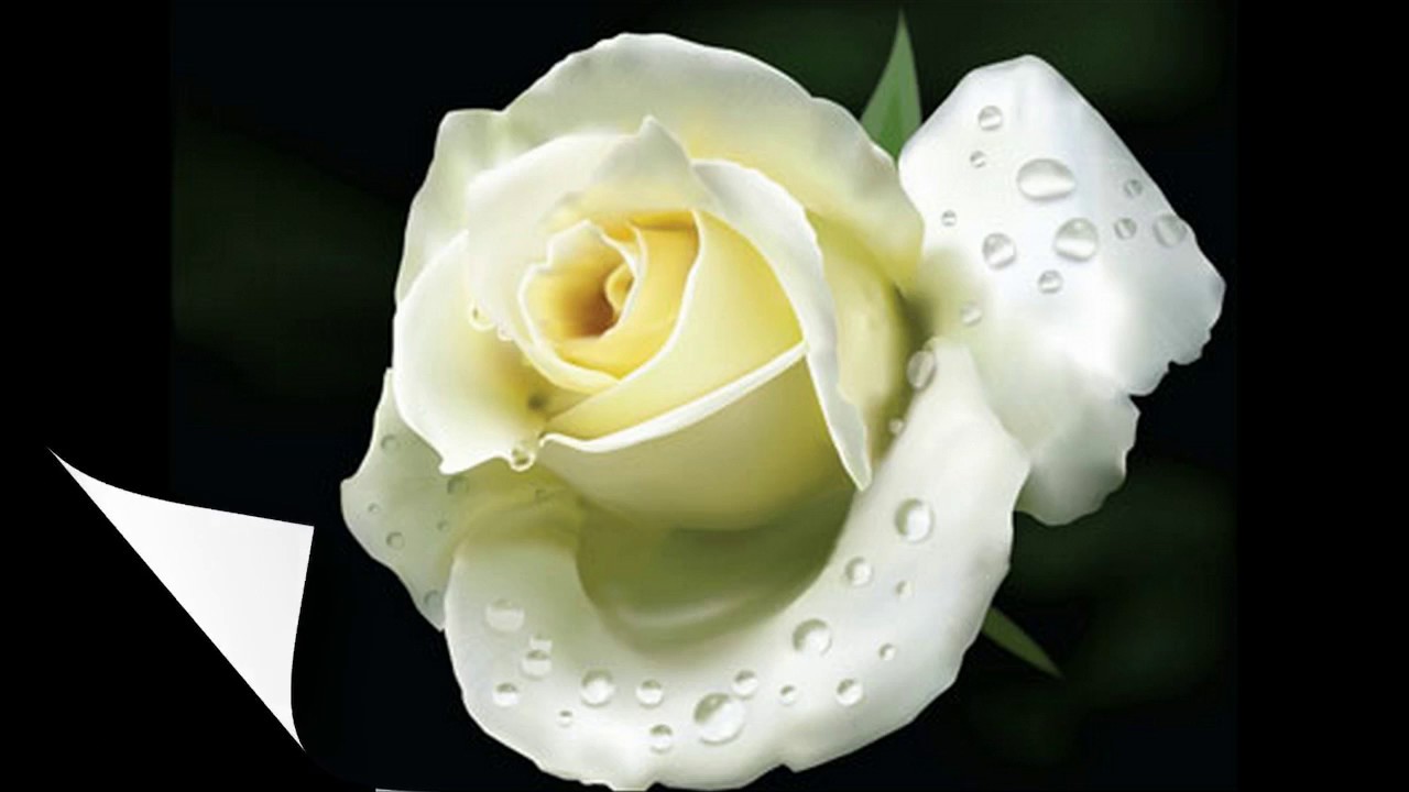 Розы бел восточная. Красивые белые цветы. Белые розы. Красивые белые розы. Розы фото красивые.