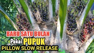Update Setelah Satu Bulan Menggunakan Pupuk Pillow Slow Release || PUPUK PILLOW SLOW RELEASE