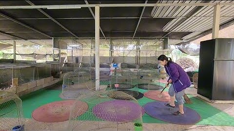 Nrog kuv cheb ntaub pua qaib thiab txiav nyom pub qaib os 