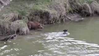 pups boar-listen carefully,very funny