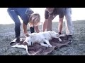 【涙腺崩壊】砂漠に捨てられ、泥水を飲んでいた犬。保護され幸せいっぱいな姿に、胸が締め付けられる。