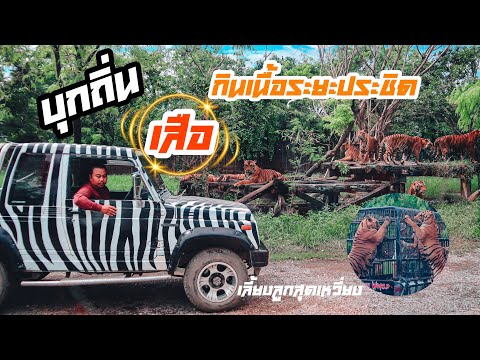 บุกถิ่นเสือ กินเนื้อระยะประชิด ที่ ซาฟารีเวิลด์ Safari World I เลี้ยงลูกสุดเหวี่ยง