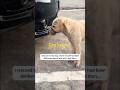 The Moment This Dog Realized He Was Safe #rescue #shorts #emotional